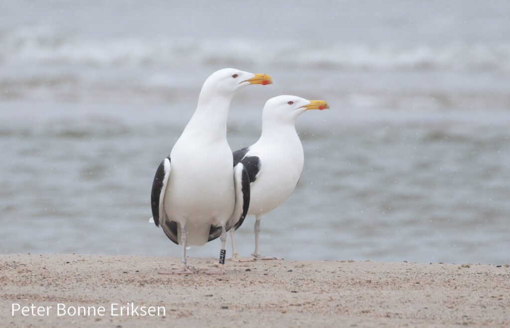 Svartbage på stranden ved Sti 15